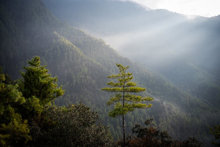 Over 71% of Bhutan's territory is under forest cover